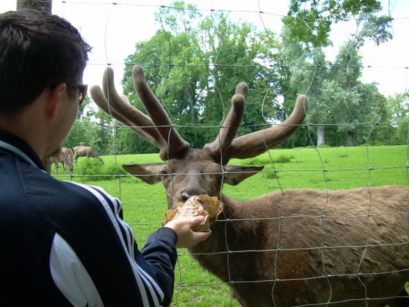 Tierpark Haag - 