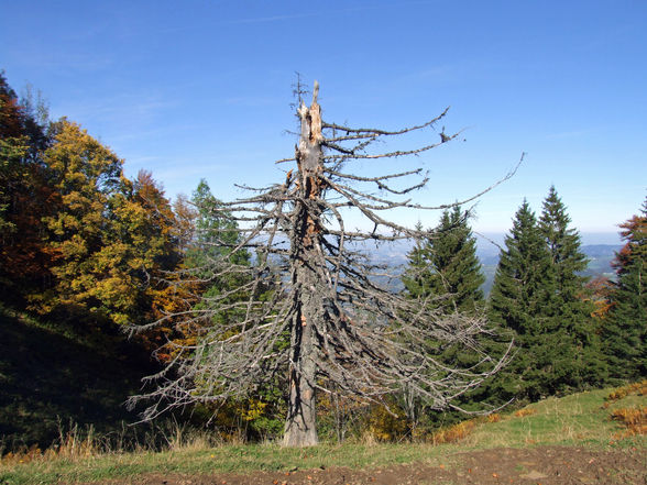Schoberstein 1290m - 