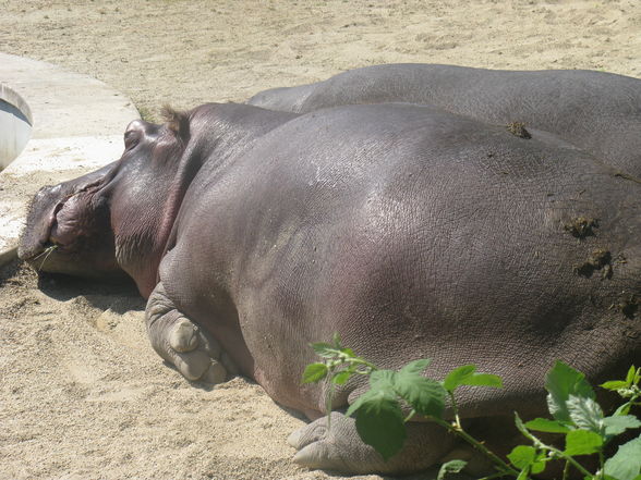 Schönbrunn Muttertag - 