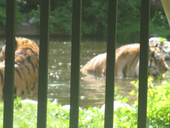 Schönbrunn Muttertag - 