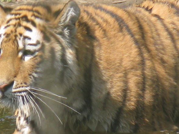 Schönbrunn Muttertag - 