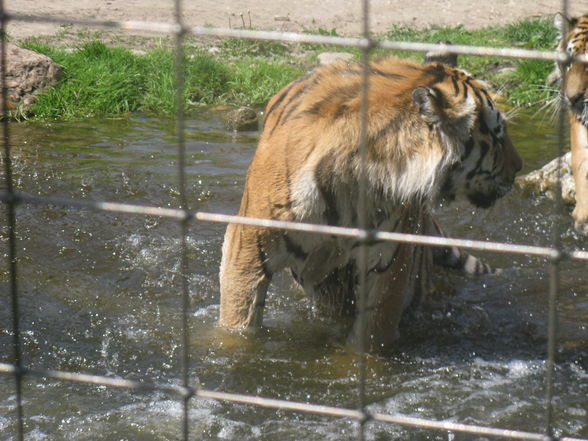 Schönbrunn Muttertag - 