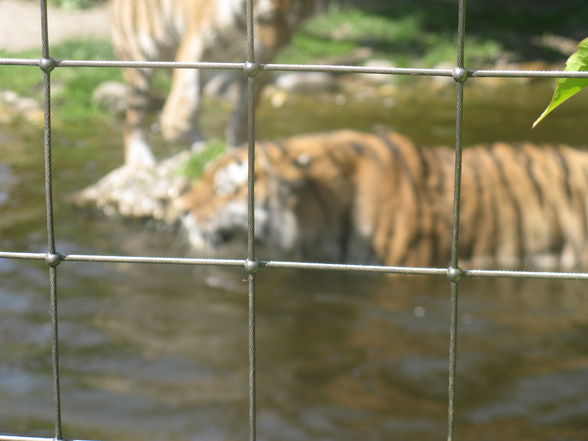 Schönbrunn Muttertag - 