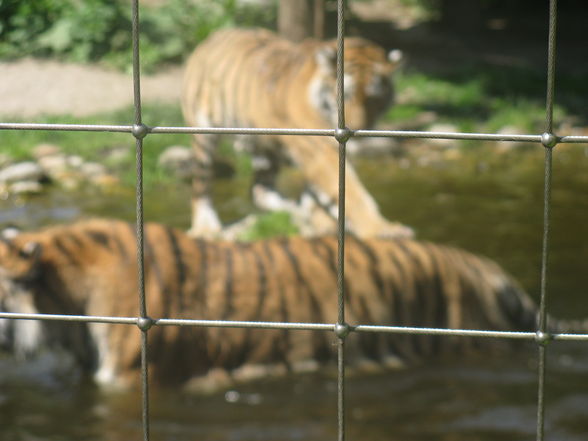 Schönbrunn Muttertag - 