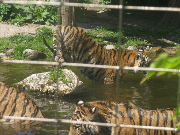 Schönbrunn Muttertag - 