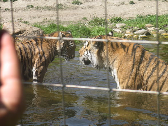 Schönbrunn Muttertag - 