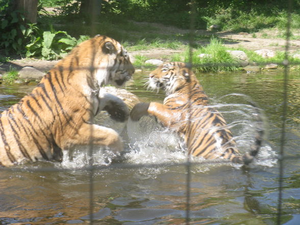 Schönbrunn Muttertag - 