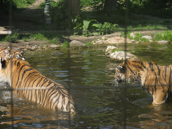 Schönbrunn Muttertag - 