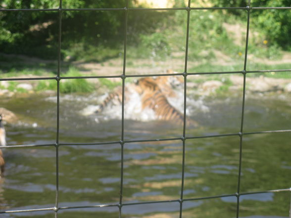 Schönbrunn Muttertag - 