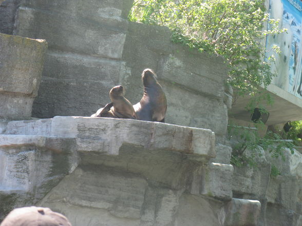 Schönbrunn Muttertag - 