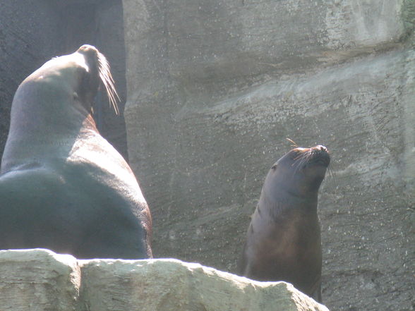 Schönbrunn Muttertag - 