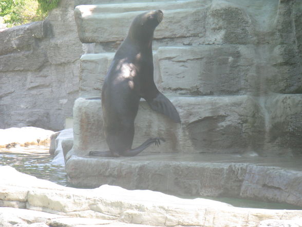 Schönbrunn Muttertag - 