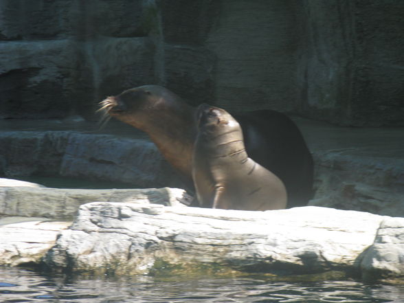 Schönbrunn Muttertag - 