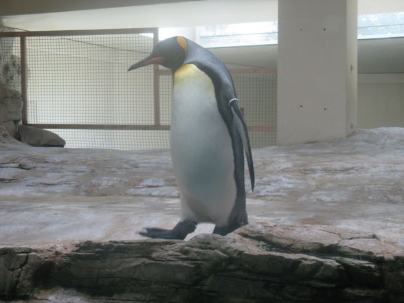 Schönbrunn Muttertag - 