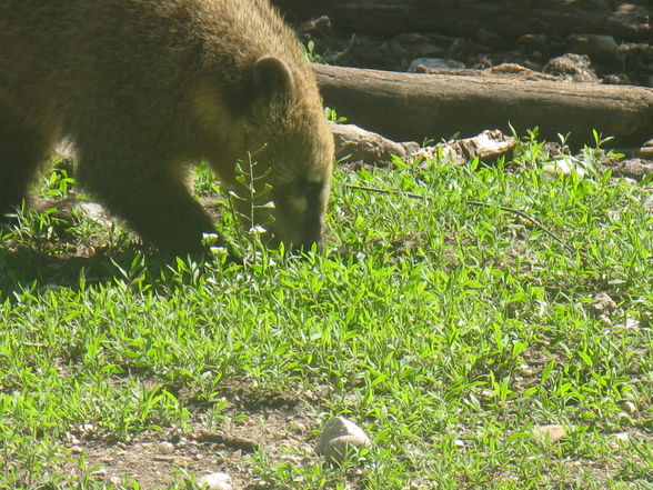 Schönbrunn Muttertag - 