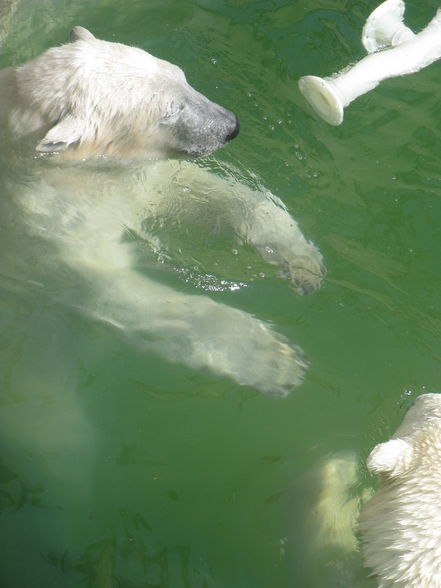 Schönbrunn Muttertag - 