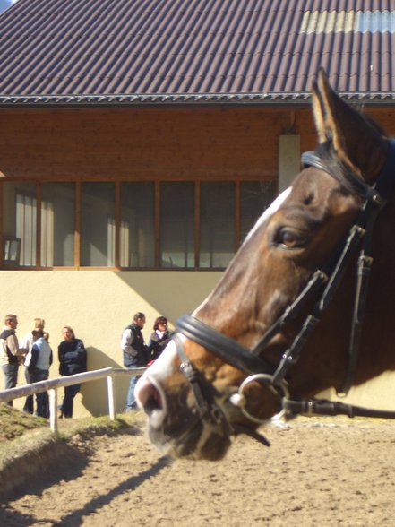 Mein Pferd und ich - 