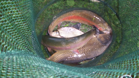 Fischen im Neumarkter Teich - 