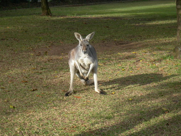 Australien!! - 