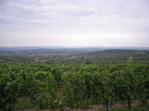 Wachau 2008 - 