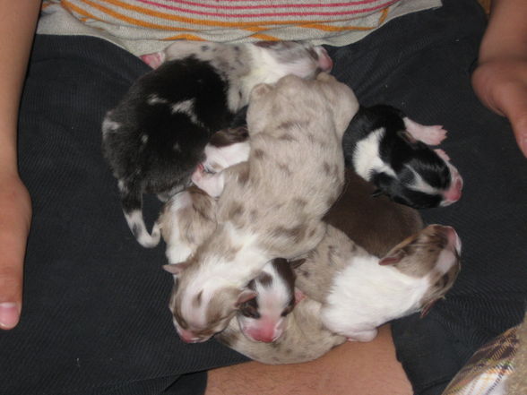 Hundebabies - 