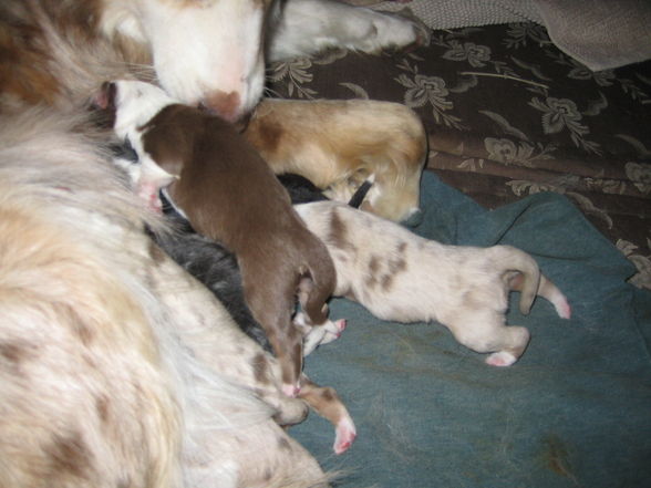 Hundebabies - 