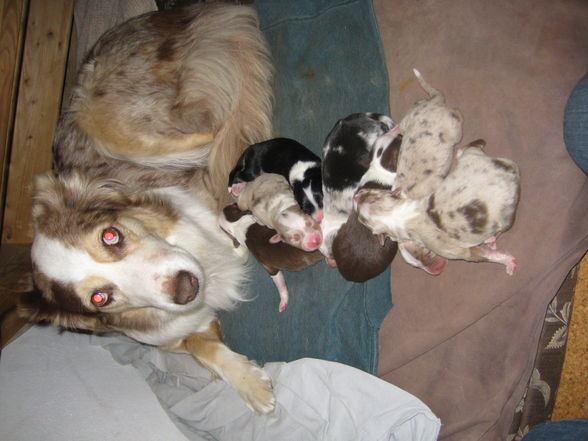 Hundebabies - 