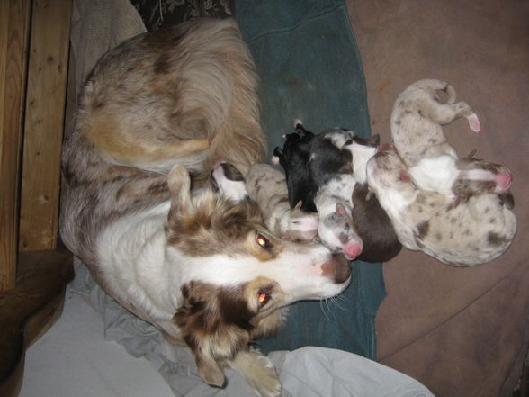 Hundebabies - 