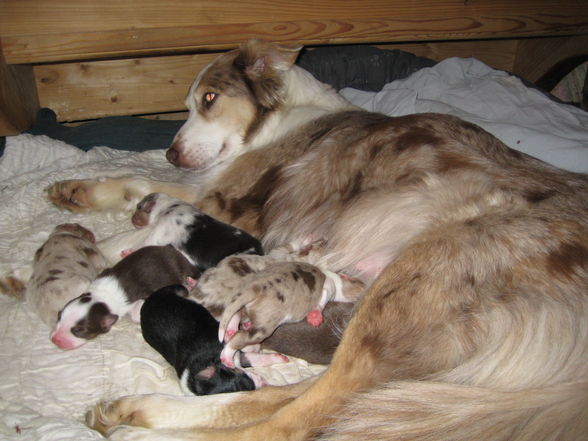 Hundebabies - 