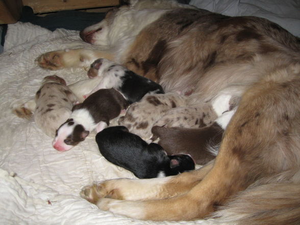 Hundebabies - 