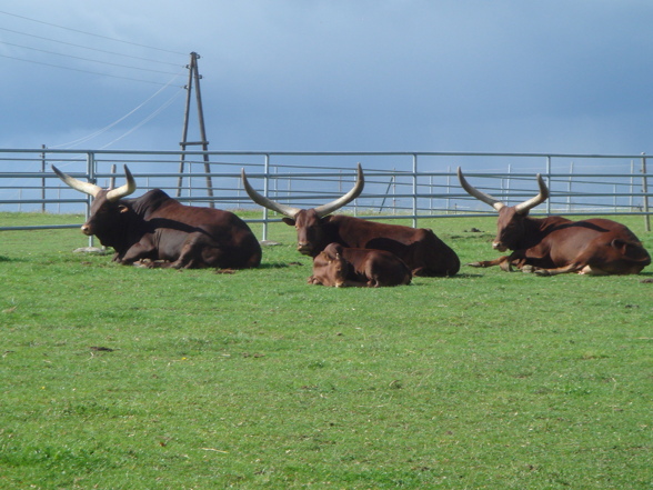 Tierpark Schmiding/Walding - 