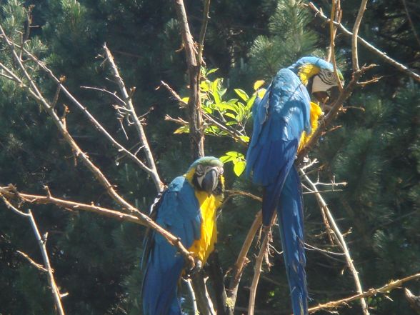 Tierpark Schmiding/Walding - 