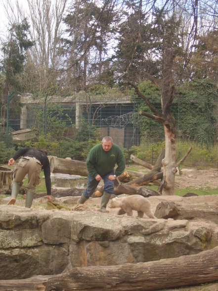 Zoologischer Tiegarten Berlin - 