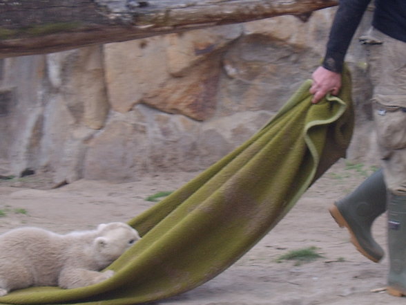 Zoologischer Tiegarten Berlin - 