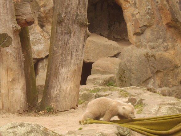 Zoologischer Tiegarten Berlin - 