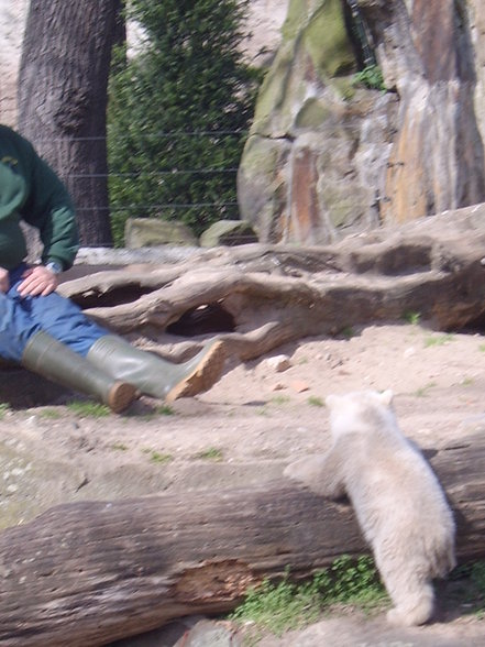 Zoologischer Tiegarten Berlin - 