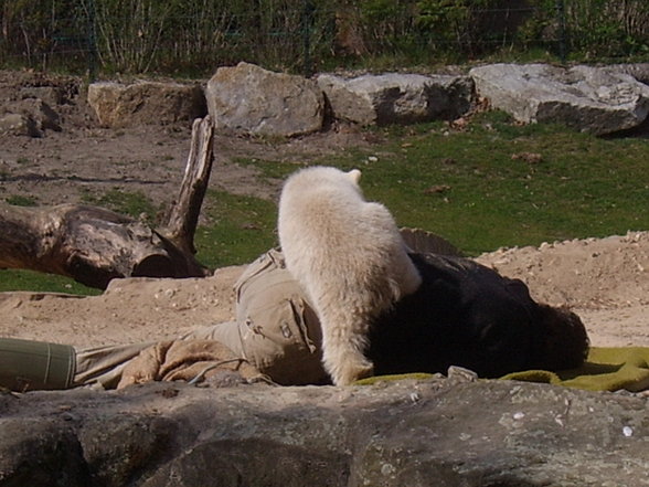 Zoologischer Tiegarten Berlin - 