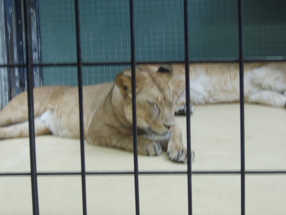 Zoologischer Tiegarten Berlin - 