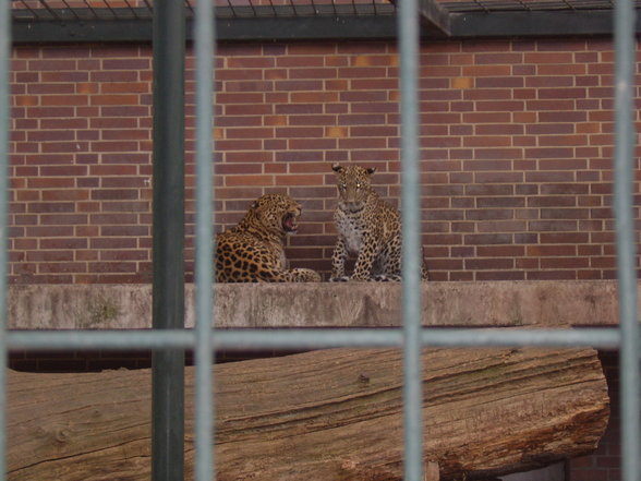 Zoologischer Tiegarten Berlin - 