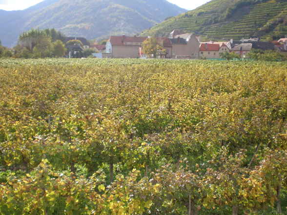 Wachau - 