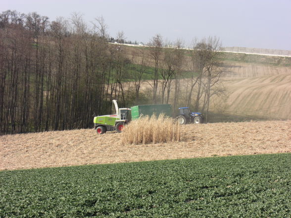 Miscanthus Ernte 2008 - 