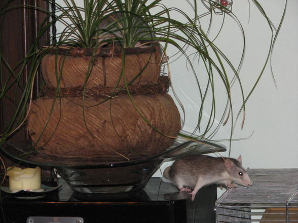 ratten - 