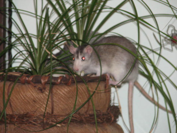 ratten - 