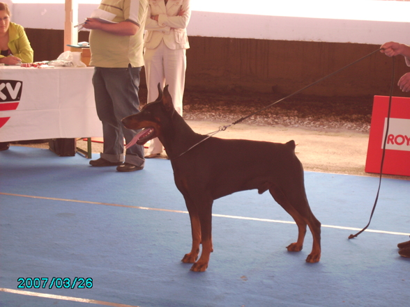 Hundeausstellung .. - 