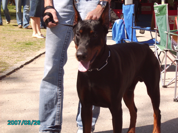 Hundeausstellung .. - 