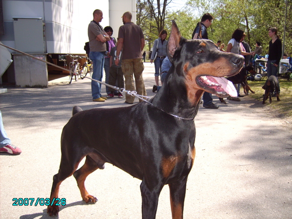 Hundeausstellung .. - 