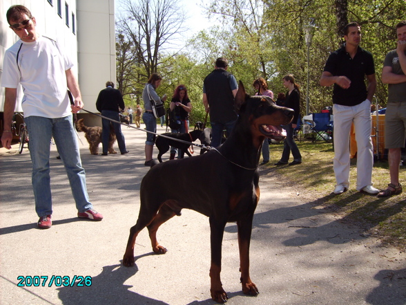 Hundeausstellung .. - 