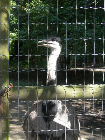 tierpark - 