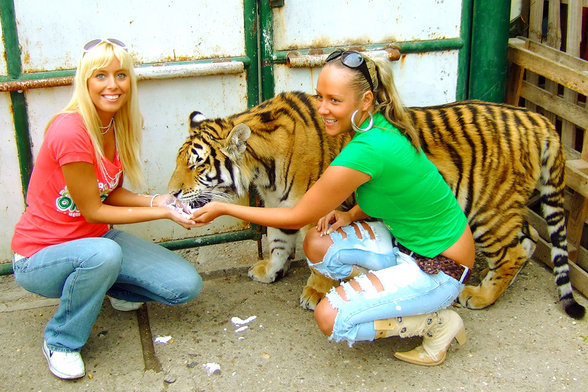 Tigertreffen =) - 