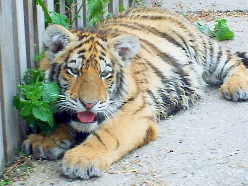 Tigertreffen =) - 